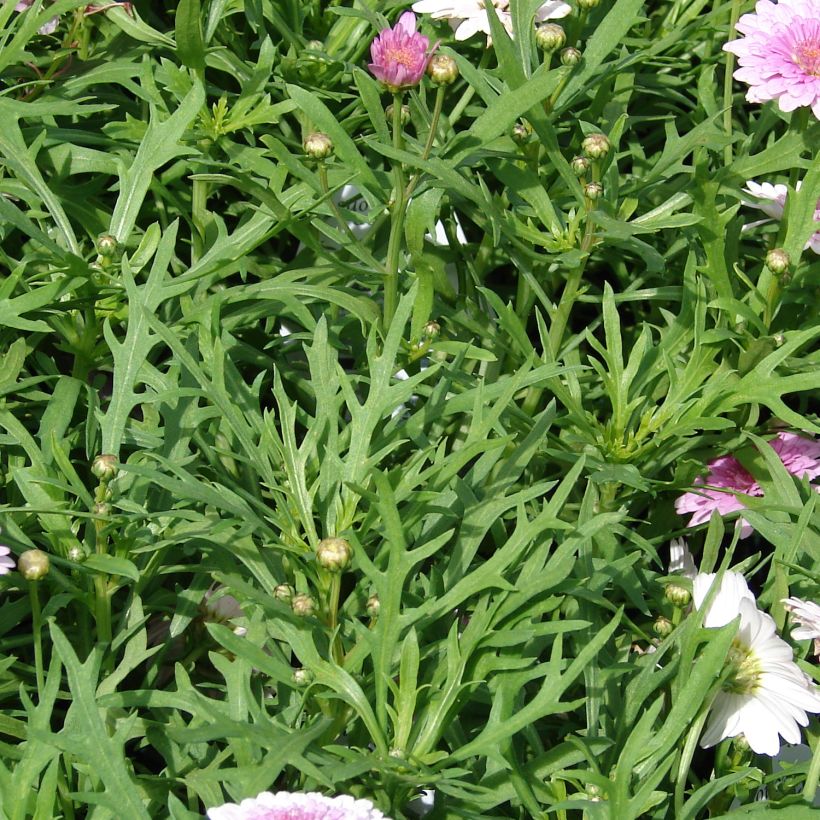 Argyranthemum Summer Melody (Fogliame)