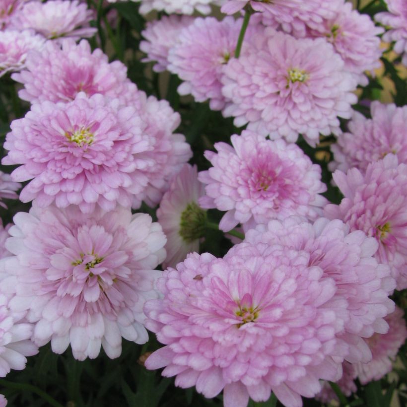 Argyranthemum Summer Melody (Fioritura)