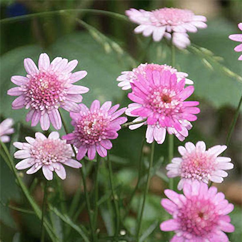 Argyranthemum Vancouver (Fioritura)