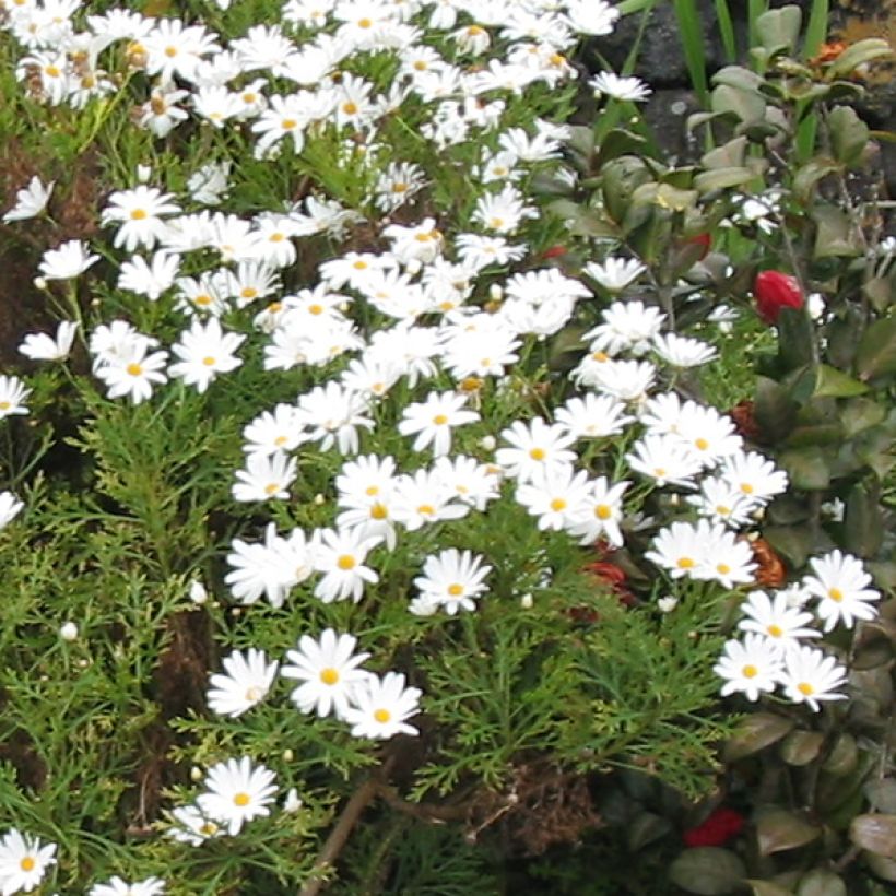 Argyranthemum Snowflake (Fioritura)