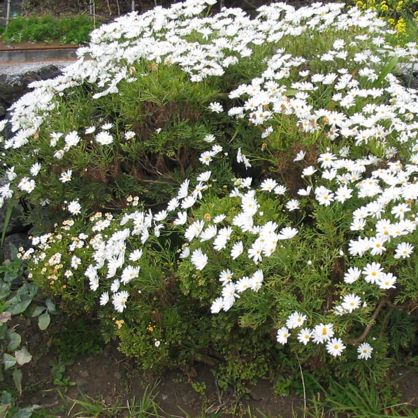 Argyranthemum Snowflake (Porto)