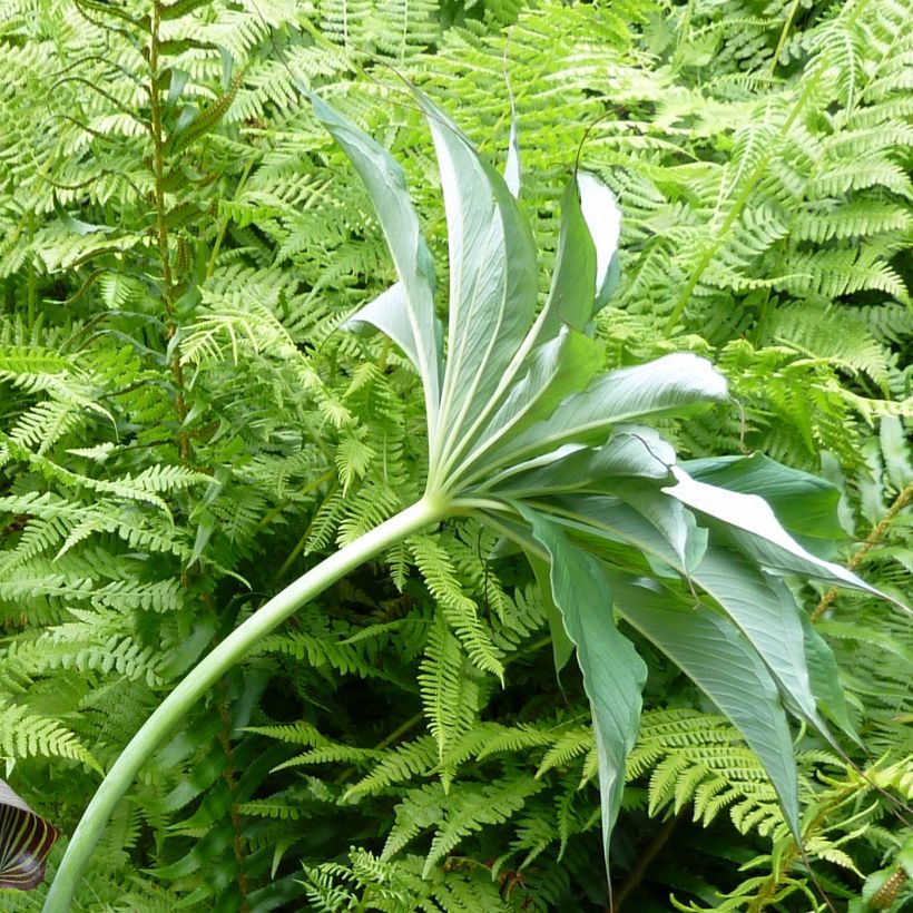 Arisaema consanguineum (Fogliame)