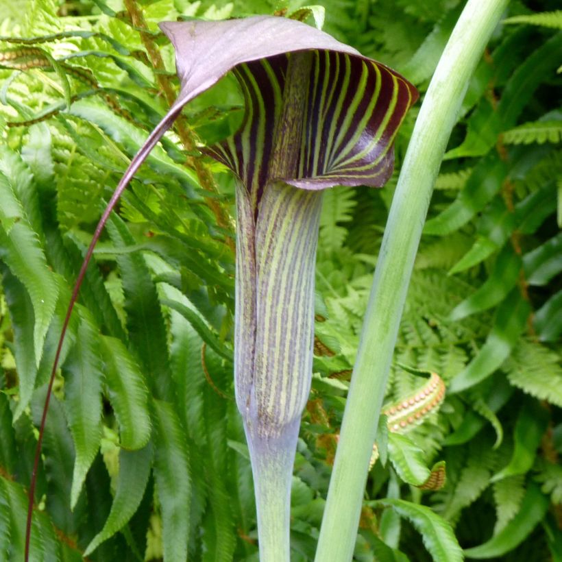 Arisaema consanguineum (Fioritura)