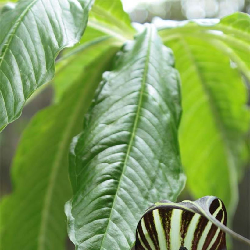 Arisaema concinnum (Fogliame)