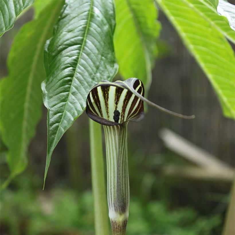 Arisaema concinnum (Fioritura)