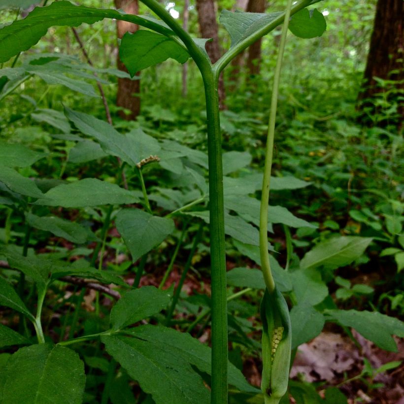 Arisaema dracontium (Fioritura)