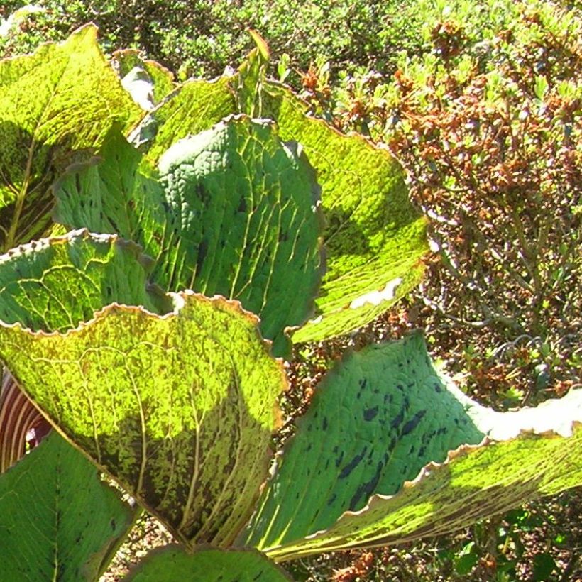 Arisaema elephas (Fogliame)