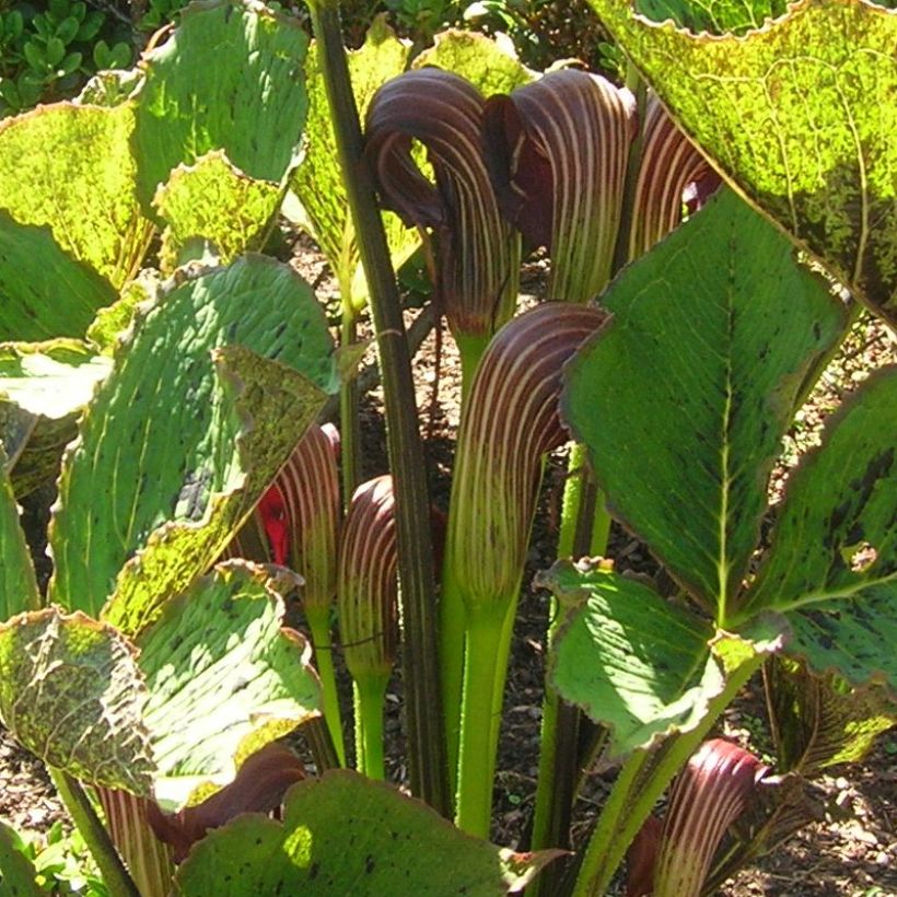 Arisaema elephas (Fioritura)