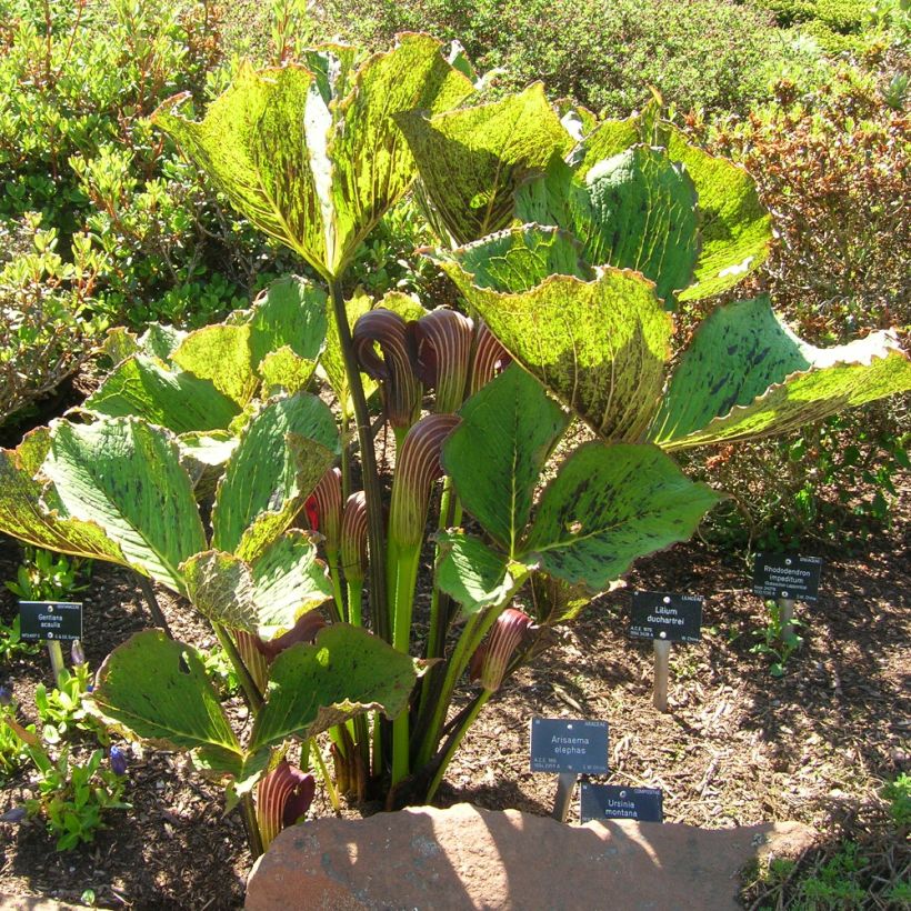 Arisaema elephas (Porto)