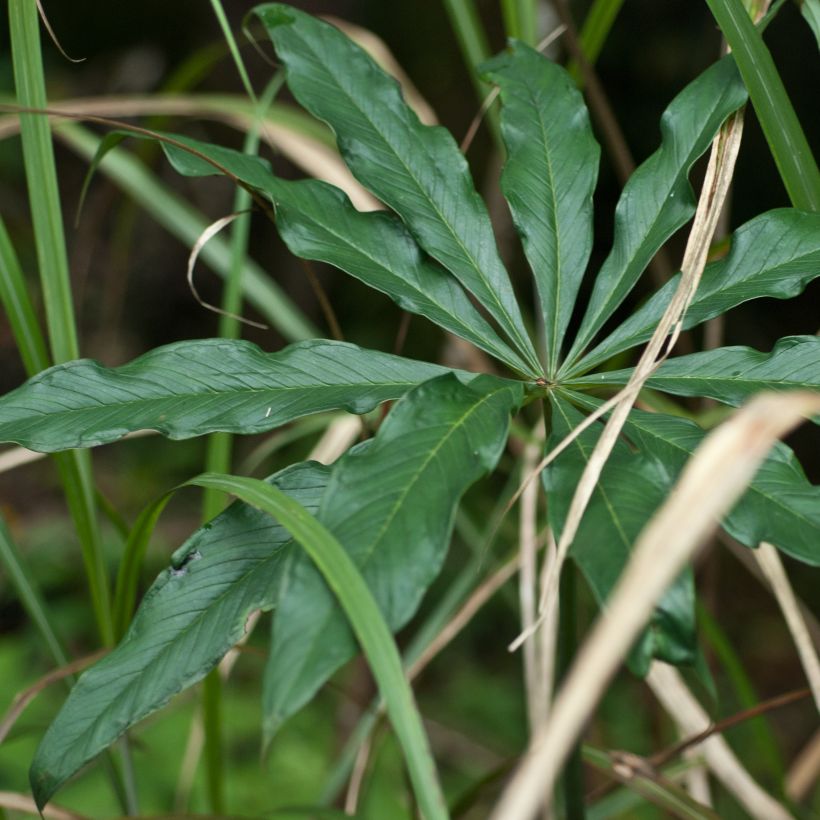 Arisaema erubescens (Fogliame)