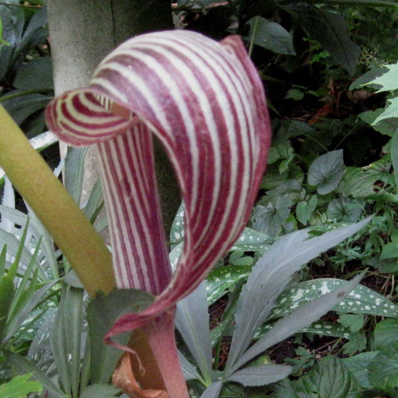 Arisaema fargesii (Fioritura)