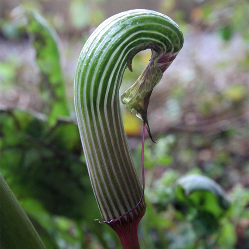 Arisaema galeatum (Fioritura)