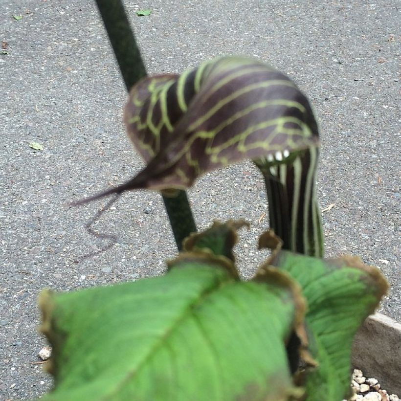 Arisaema griffithii (Fioritura)