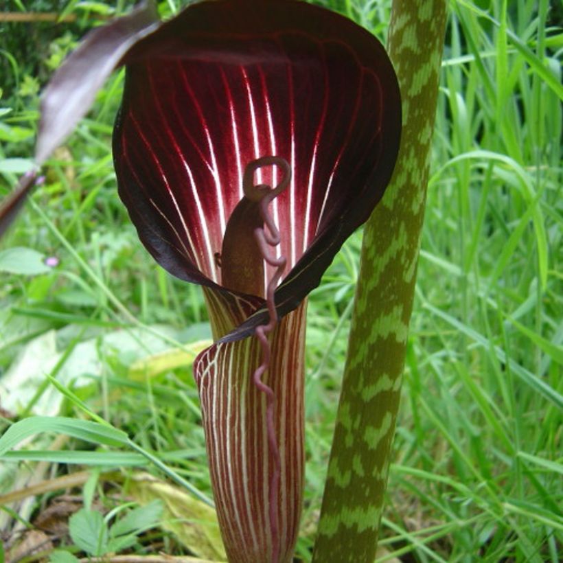 Arisaema speciosum (Fioritura)