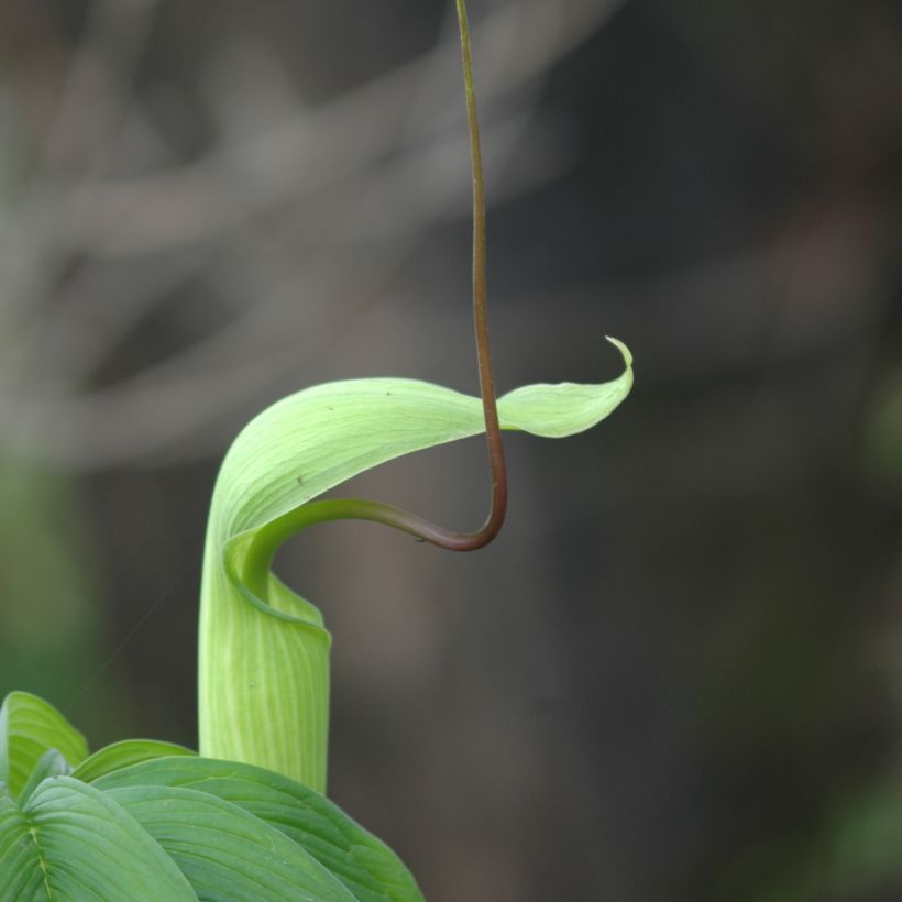 Arisaema tortuosum (Fioritura)