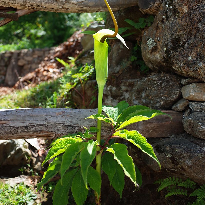 Arisaema tortuosum (Porto)