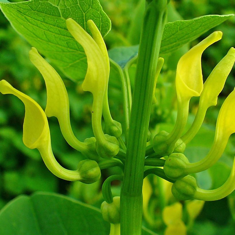 Aristolochia clematitis (Fioritura)