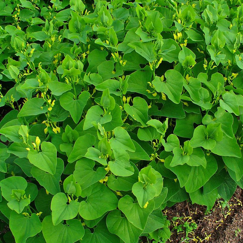 Aristolochia clematitis (Porto)