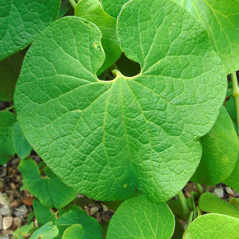 Aristolochia clematitis (Fogliame)