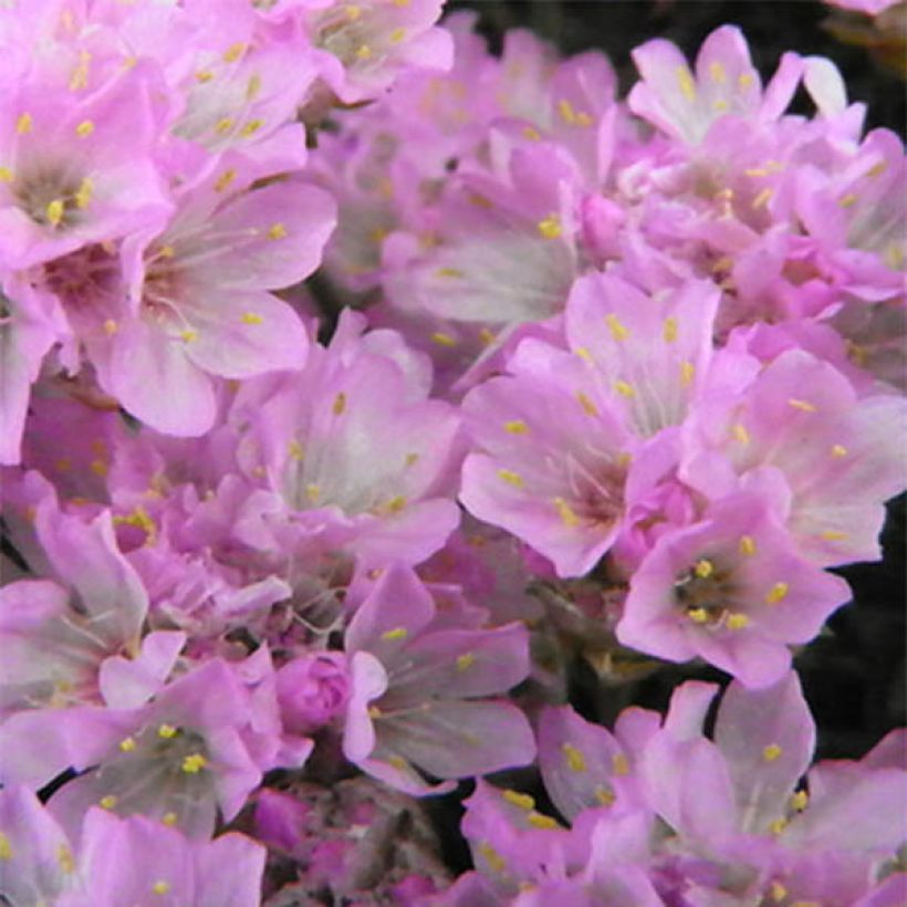 Armeria juniperifolia Bevan's Variety (Fioritura)