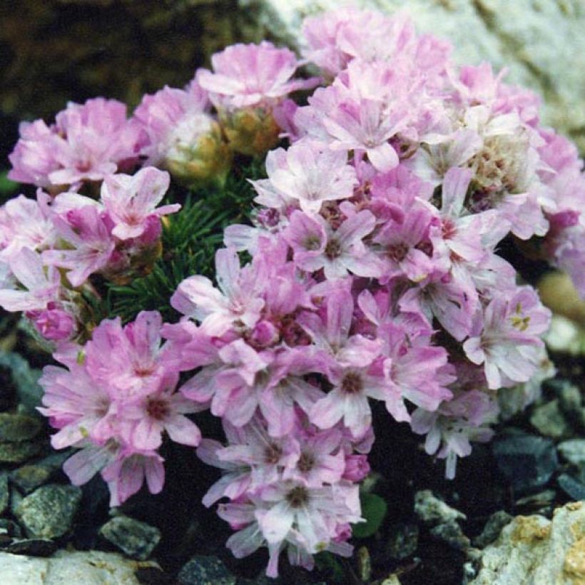 Armeria juniperifolia Bevan's Variety (Porto)