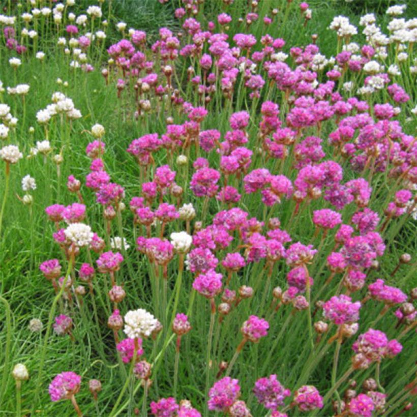 Armeria maritima Splendens (Fioritura)