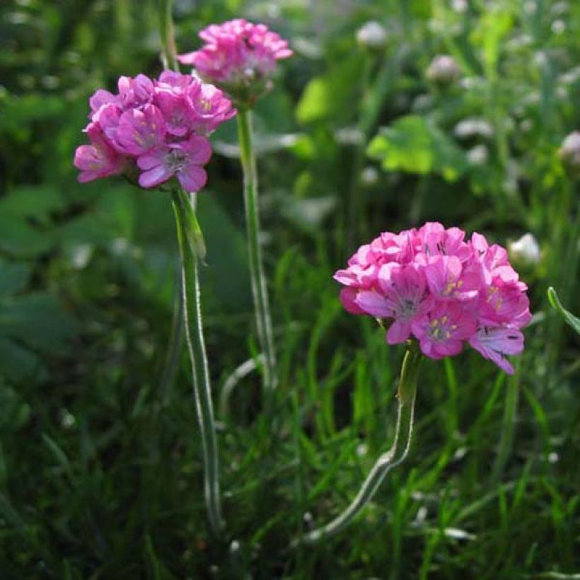 Armeria maritima Rosea (Porto)