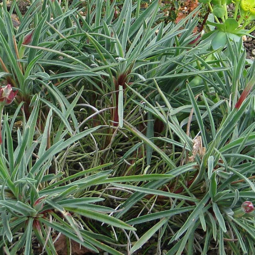 Armeria welwitschii (Fogliame)