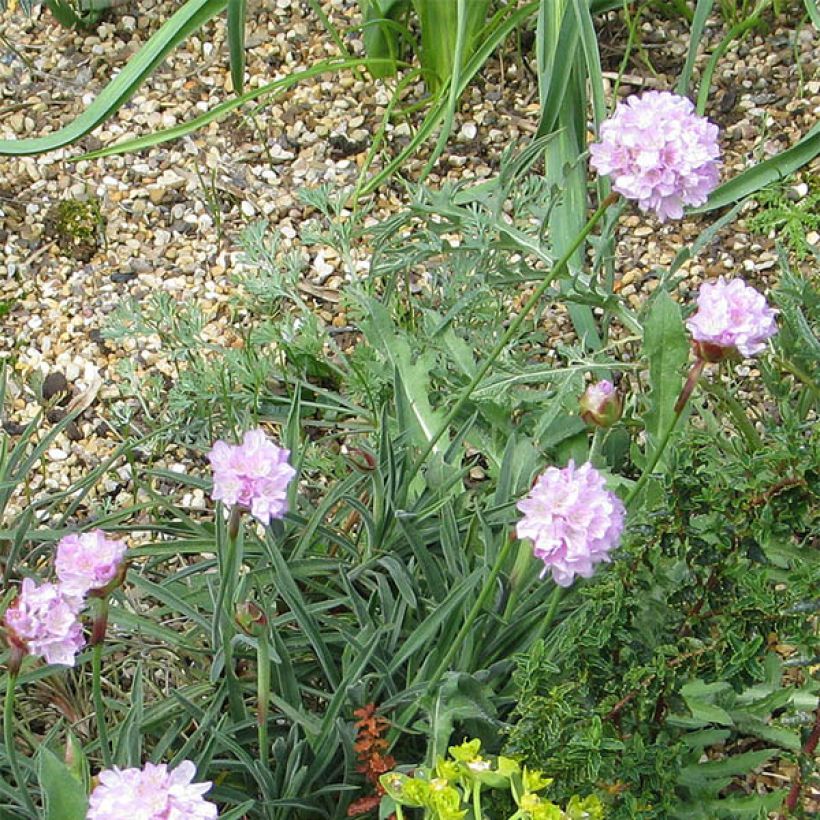 Armeria welwitschii (Fioritura)