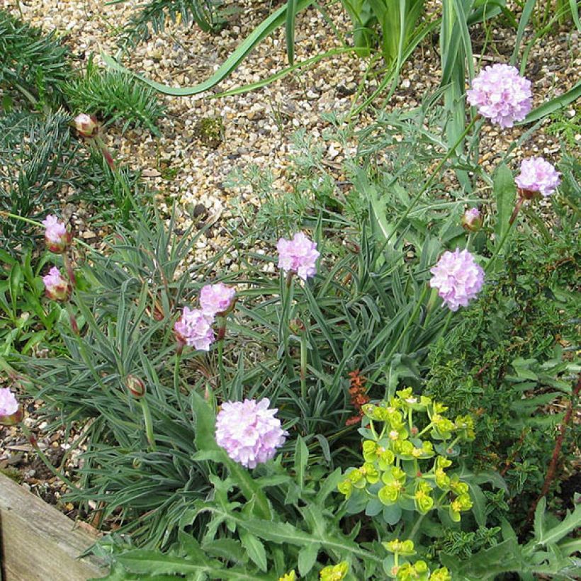 Armeria welwitschii (Porto)