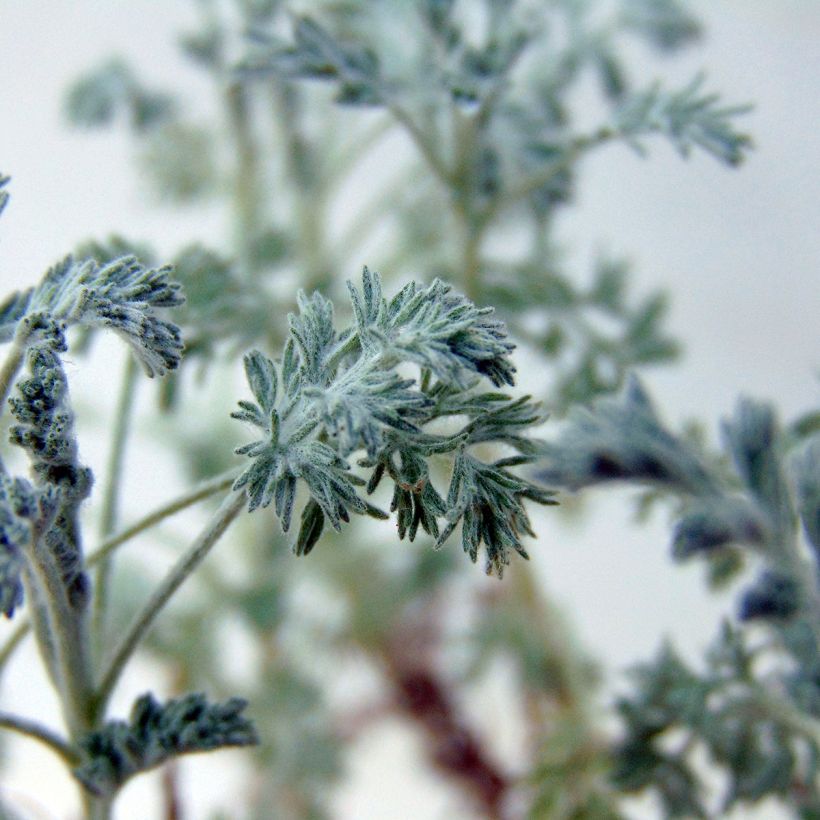 Artemisia arborescens Little Mice - Assenzio arbustivo (Fogliame)