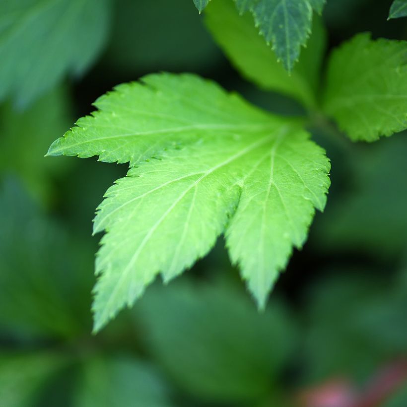 Artemisia lactiflora (Fogliame)