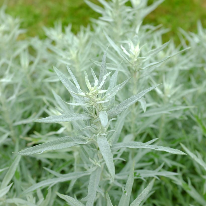 Artemisia ludoviciana Silver Queen (Fogliame)