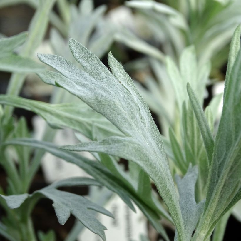 Artemisia ludoviciana Valerie Finnis (Fogliame)