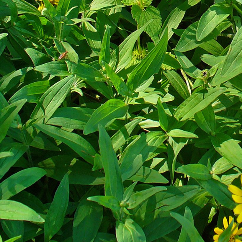 Arnica chamissonis - Arnica americana (Fogliame)