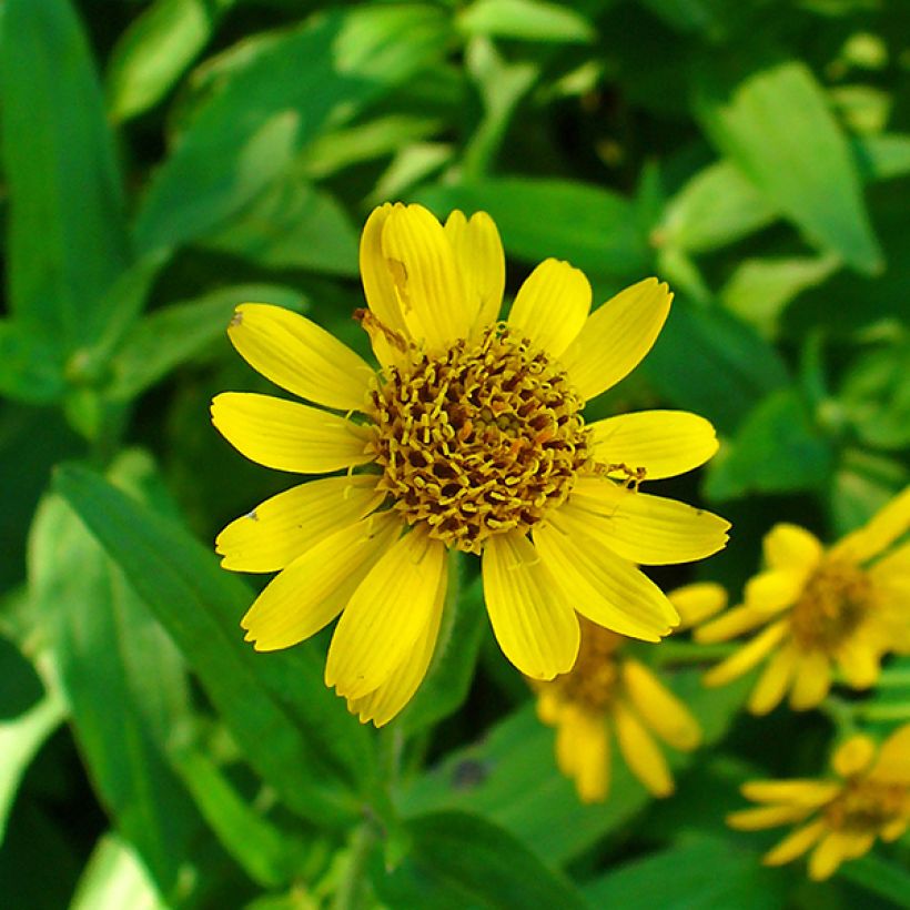 Arnica chamissonis - Arnica americana (Fioritura)