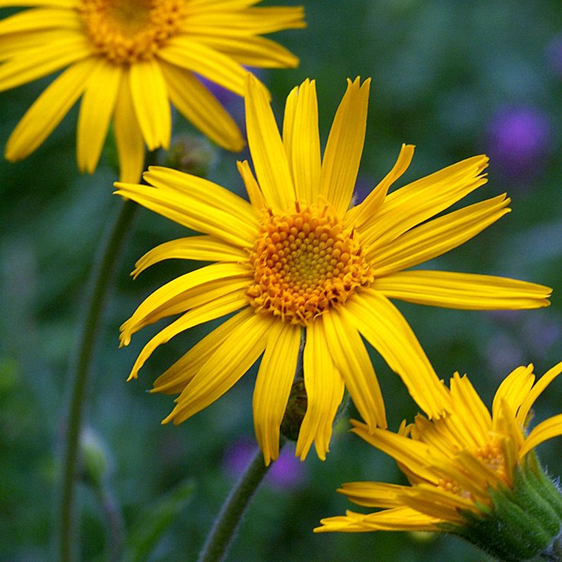 Arnica montana - Graines (Fioritura)