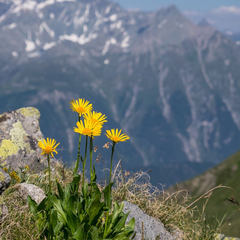 Arnica montana - Graines (Porto)