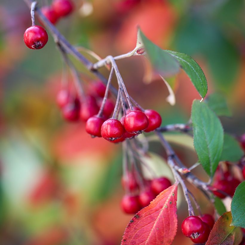 Aronia arbutifolia Brilliant - Aronia (Raccolta)