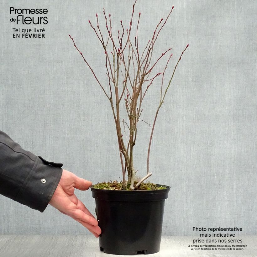 Aronia arbutifolia Brilliant en pot de 3L esemplare consegnato in inverno