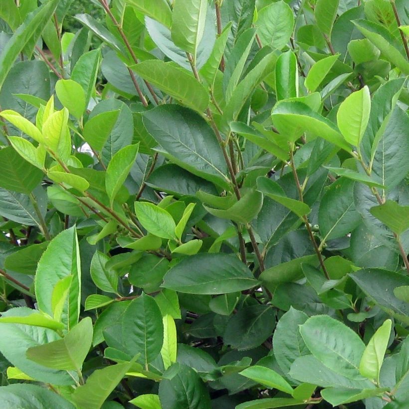 Aronia melanocarpa - Aronia (Fogliame)