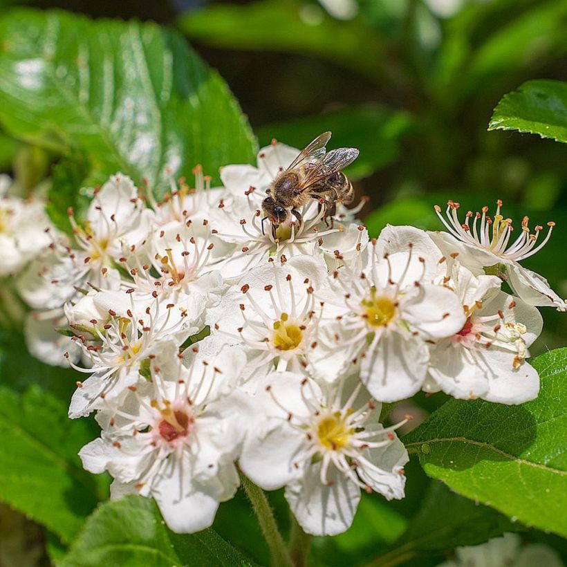 Aronia melanocarpa - Aronia (Fioritura)