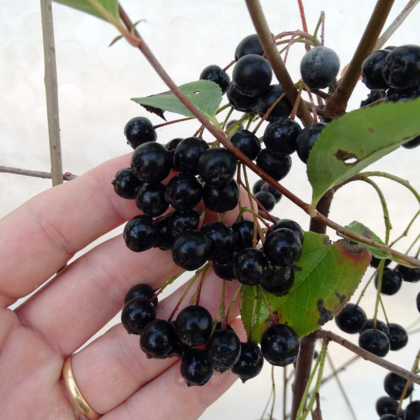 Aronia melanocarpa Autumn Magic - Aronia (Raccolta)