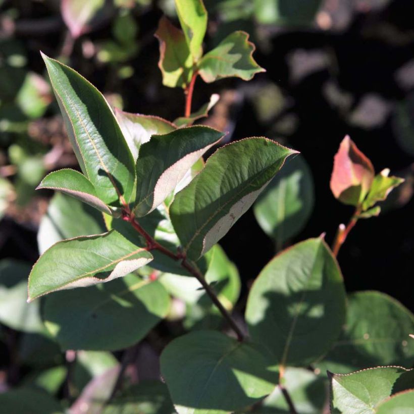 Aronia melanocarpa Autumn Magic - Aronia (Fogliame)