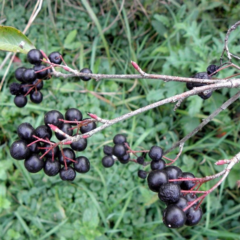 Aronia melanocarpa Professor Ed - Aronia nera (Raccolta)