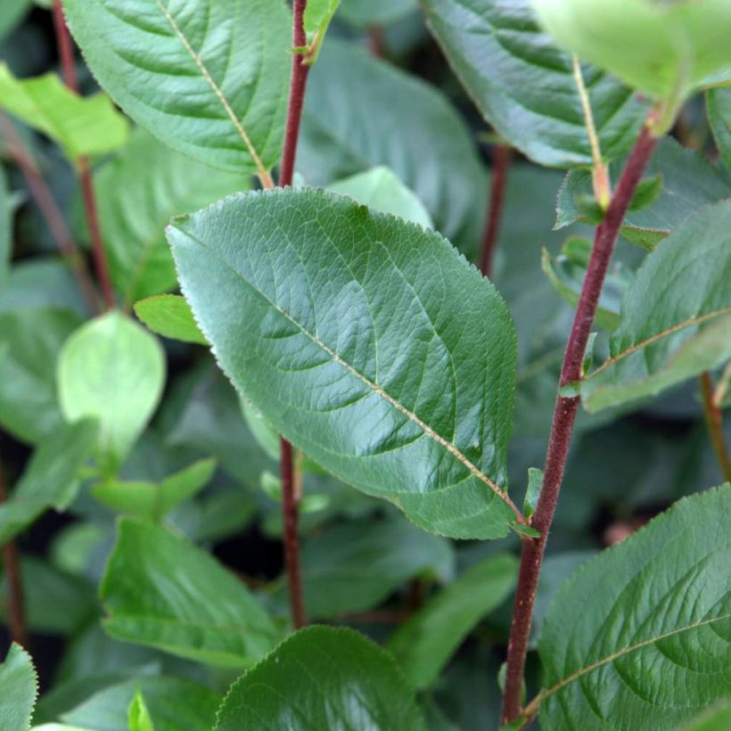 Aronia prunifolia Aron (Fogliame)