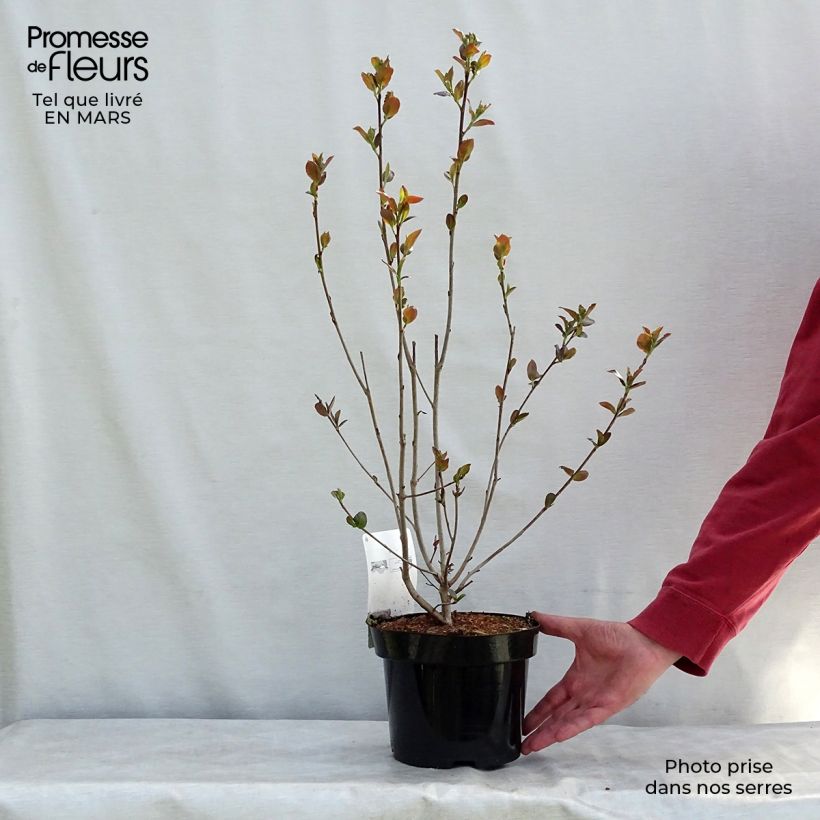 Aronia prunifolia Aron - Aronie en pot de 2L/3L esemplare consegnato in inverno