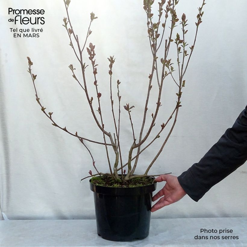 Aronia prunifolia Aron - Aronie en pot de 7,5L/10L esemplare consegnato in inverno