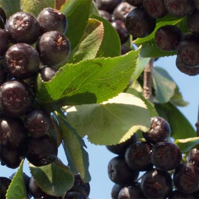 Aronia x prunifolia Nero - Aronia (Fogliame)