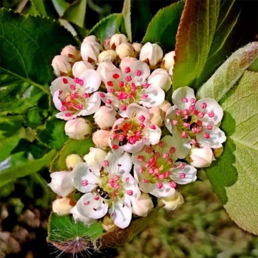 Aronia x prunifolia Nero - Aronia (Fioritura)